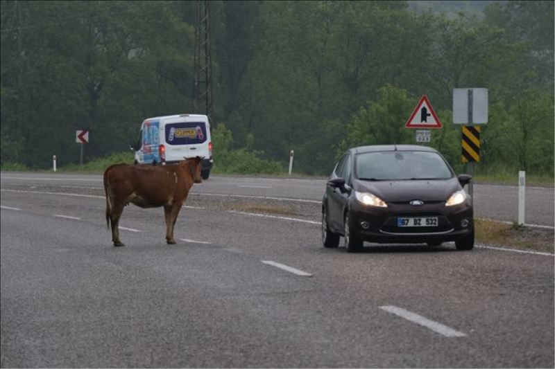  Karayolunun ortasına çıkan inekler sürücüleri korkutuyor
