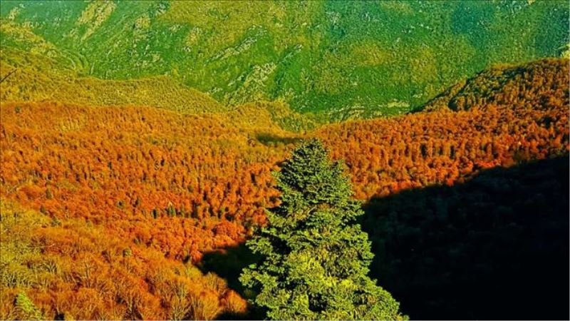 Türkiye´nin en büyük blok ormanlarını barından Yenice´de sonbahar güzelliği