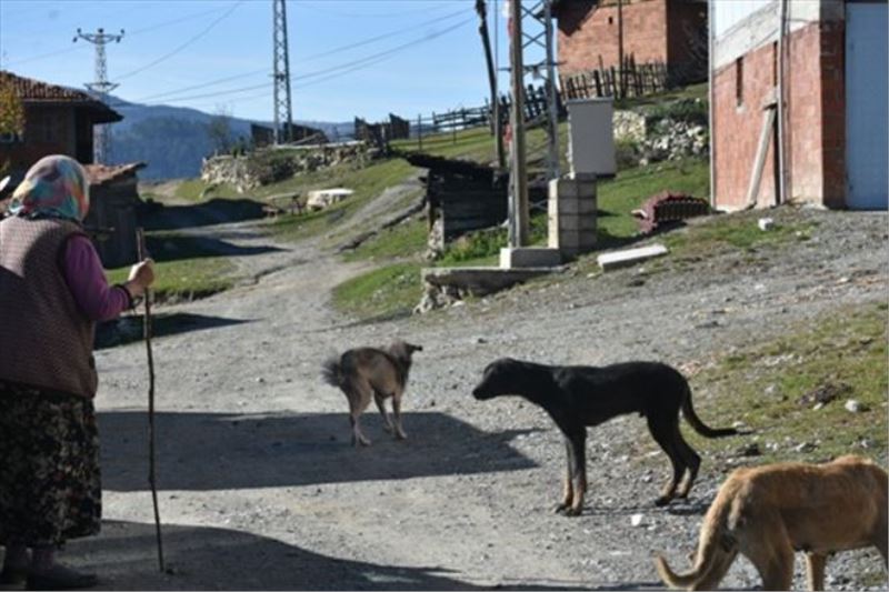 Kastamonu´da bir köyü uyuz ve hastalıklı köpekler bastı