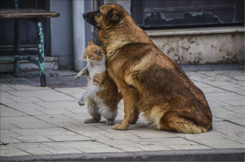 Kastamonu´da kedi ve köpeğin dostluğu görenleri şaşırttı