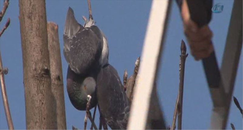Ayağına dolanan iple ağaçta mahsur kalan güvercini vatandaşlar kurtardı