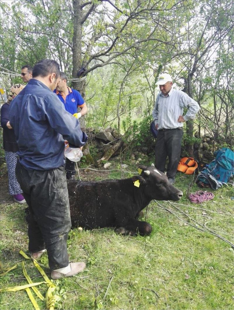 15 metrelik kuyuya düşen ineği AFAD ekipleri kurtardı