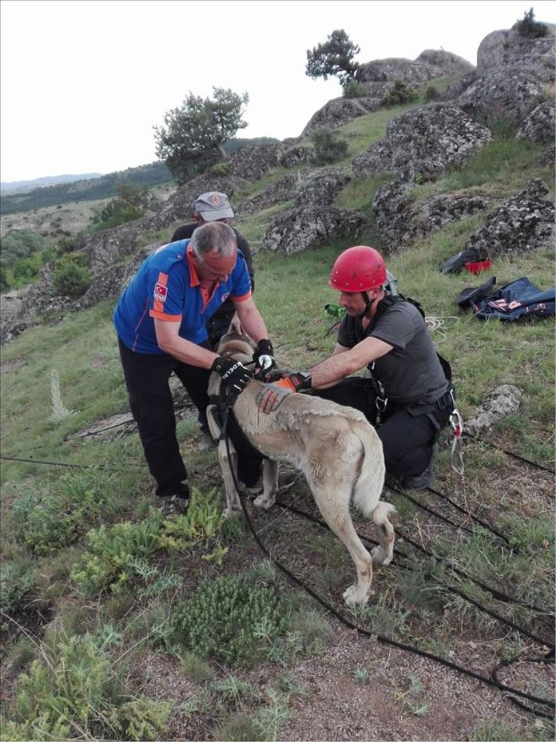 Tosya´da kayalıklarda mahsur kalan köpek, AFAD ekiplerince kurtarıldı