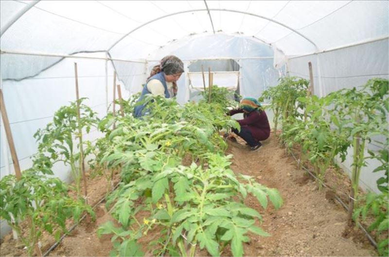 ‘Örtü Altı Sebze Yetiştiriciliği´ Kursuna Safranbolulu Hanımların İlgisi Yoğun