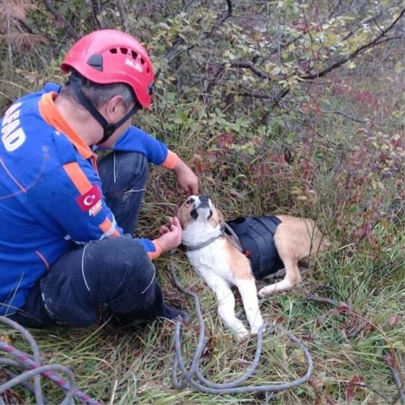 Kayalıklarda mahsur kalan köpeğe AFAD şefkati