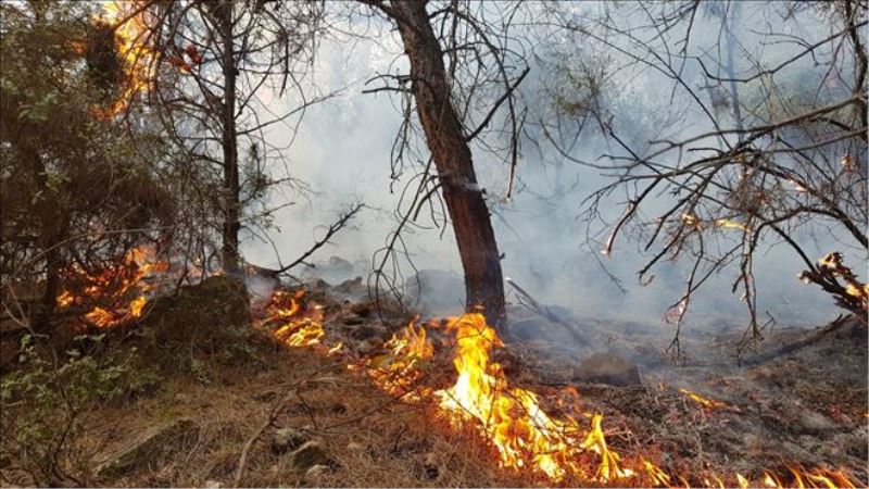 Karabük´teki orman yangınında 1 kişi gözaltına alındı