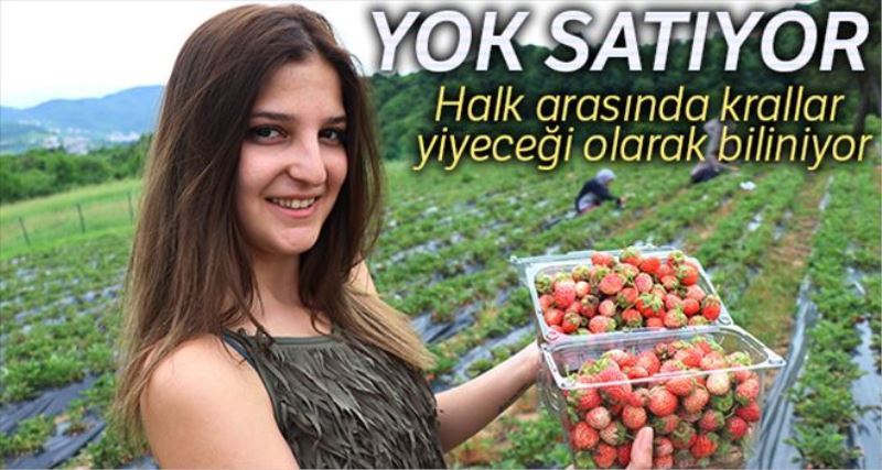 Fiyatı 40 TL´yi bulan Osmanlı Çileği yok satıyor