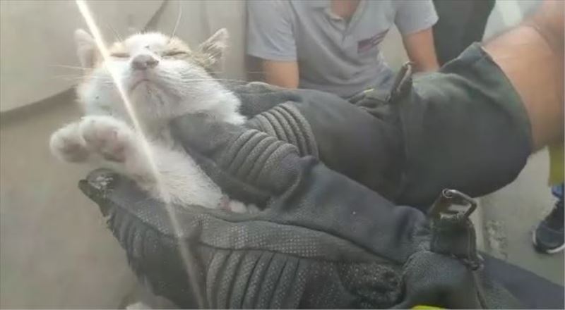 İtfaiye ekiplerinden yavru kediyi kurtarma operasyonu