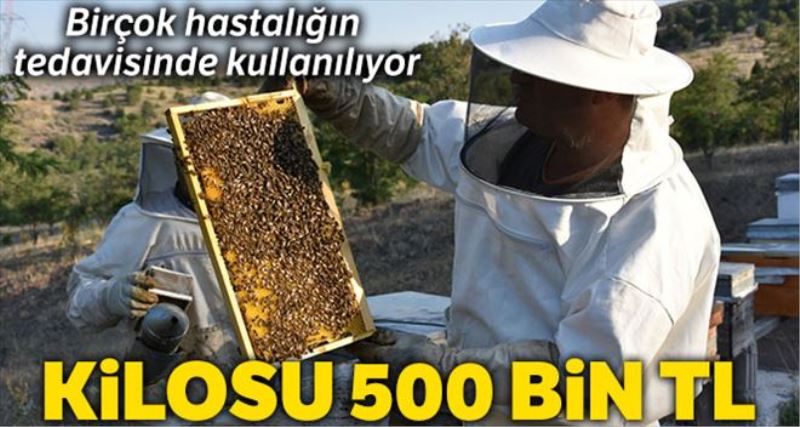 Arı zehrinin kilosu 500 bin Türk Lirası