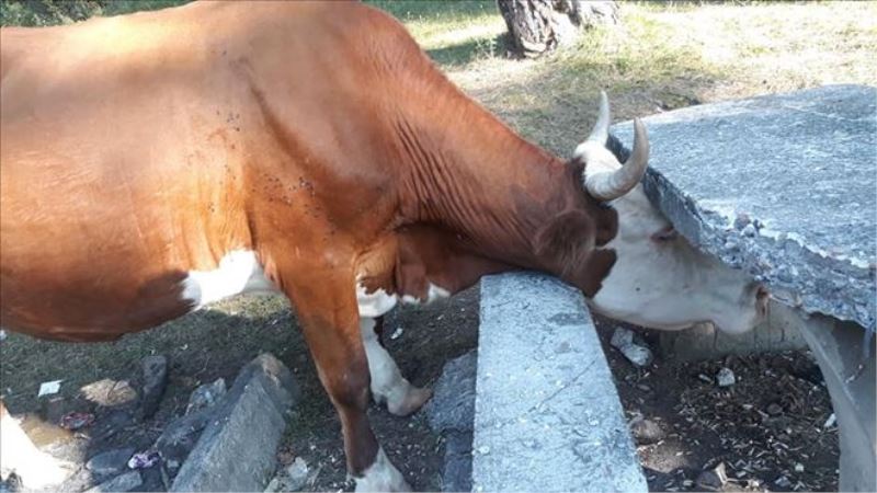 Kafası beton piknik masasına sıkışan ineği itfaiye kurtardı