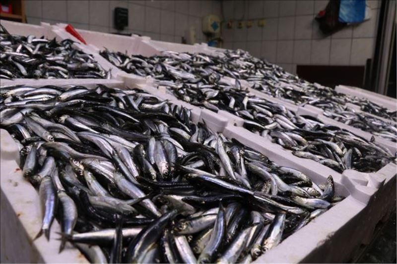 Balıkçılar sezondan umutsuz