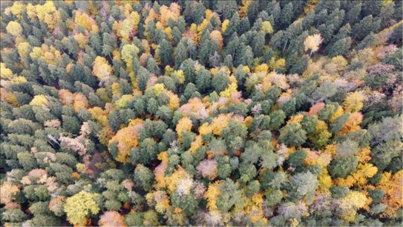 Ahmetusta Geçidi´nde rengarenk ağaçlar hayran bırakıyor