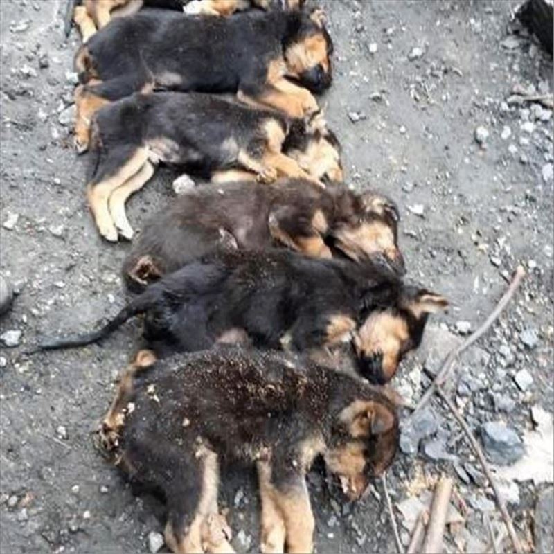 Zonguldak´ın Kozlu ilçesinde 8 köpek yavrusundan 7´si ormanlık alanda ölü bulundu