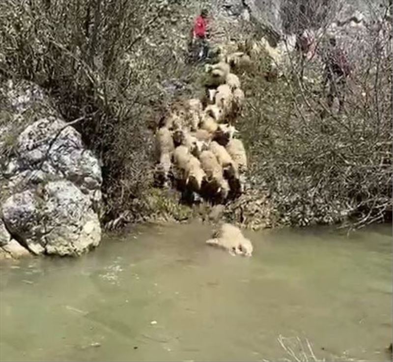 Koyunlar hastalıklara karşı derede yıkanıyor
