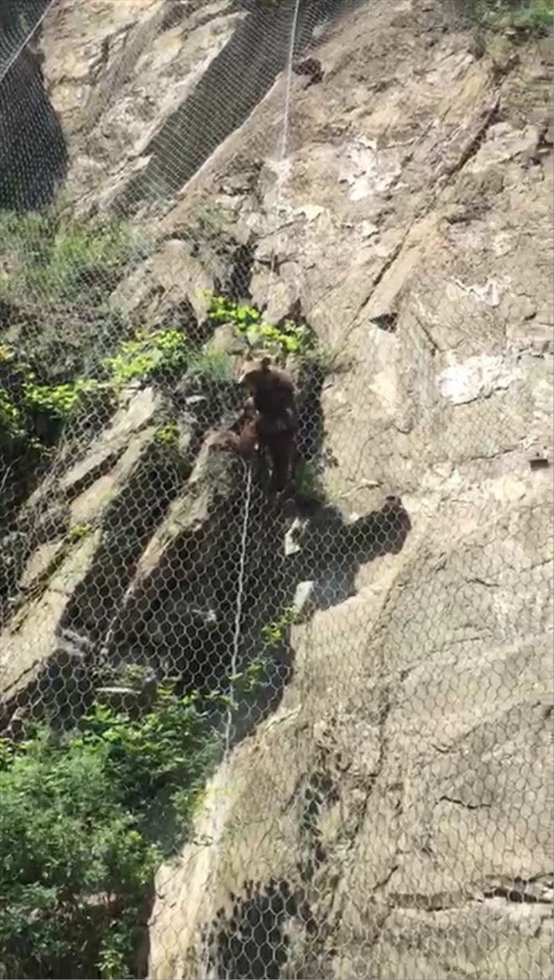 Yavru ayı telleri tırmanarak kaçtı