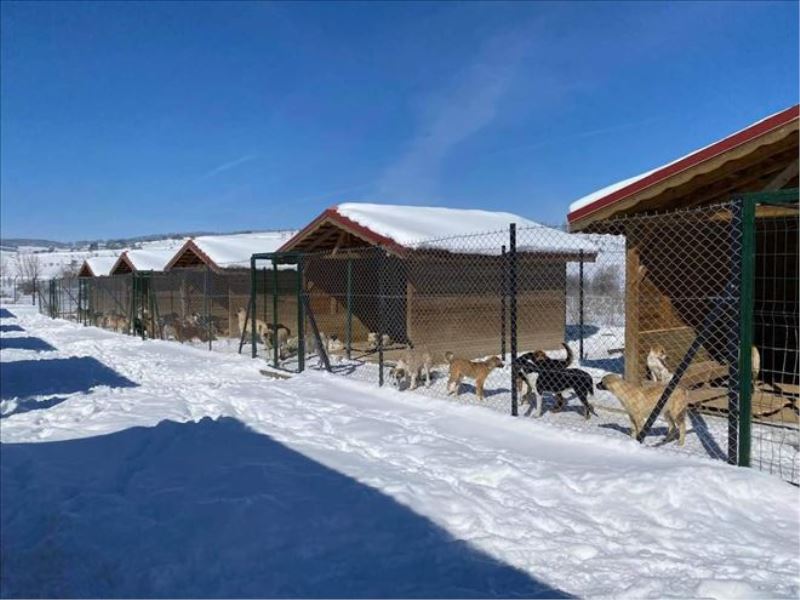 Geçici Hayvan Barınağı kış şartlarında sokak hayvanlarının yuvası oldu