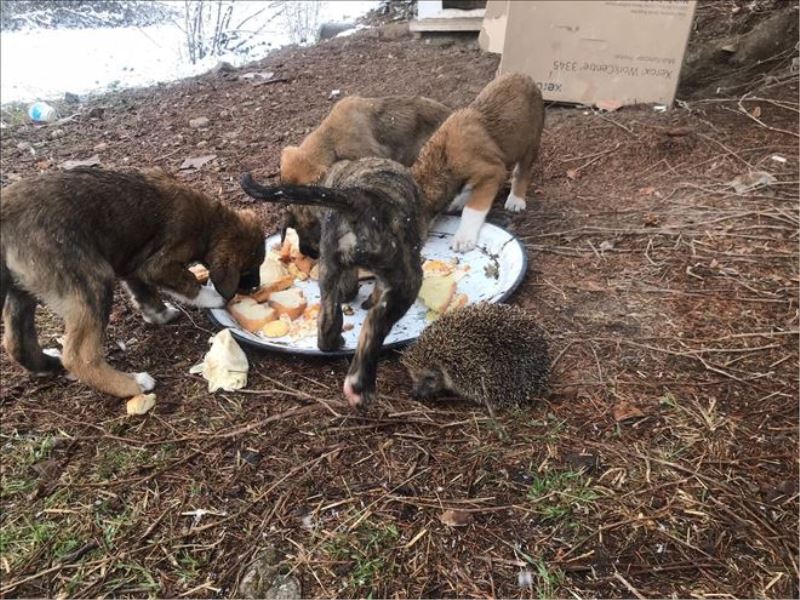 Soğukta aç kalan sahipsiz yavru köpekleri yiyecek vererek besledi