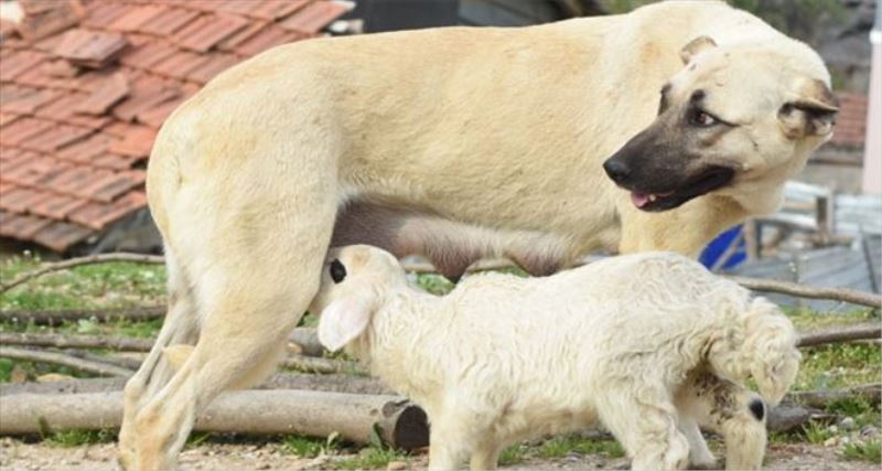 Çoban köpeği, kuzuya süt annelik yapıyor