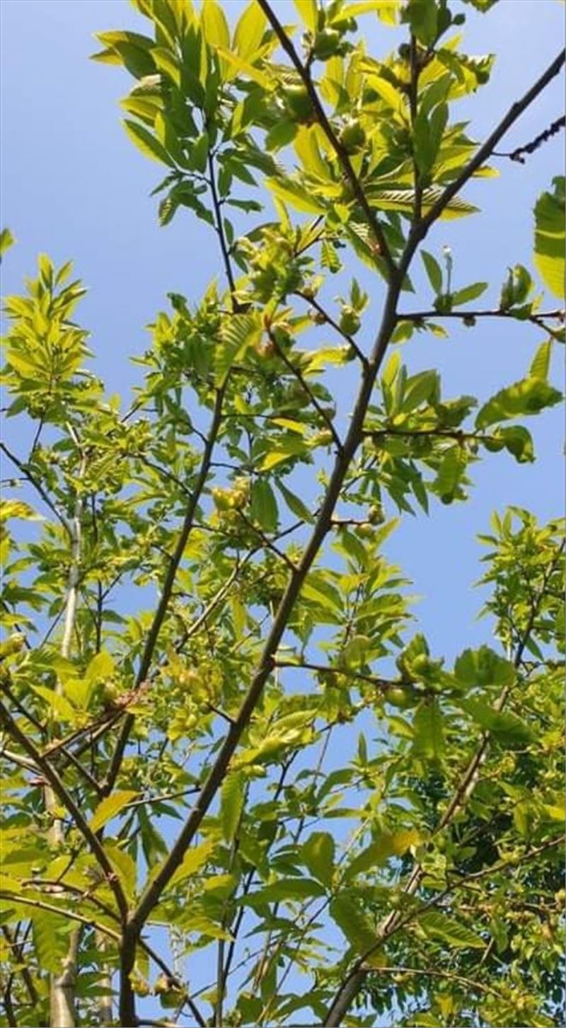 Kestane ağaçları için gal arısı ile mücadele